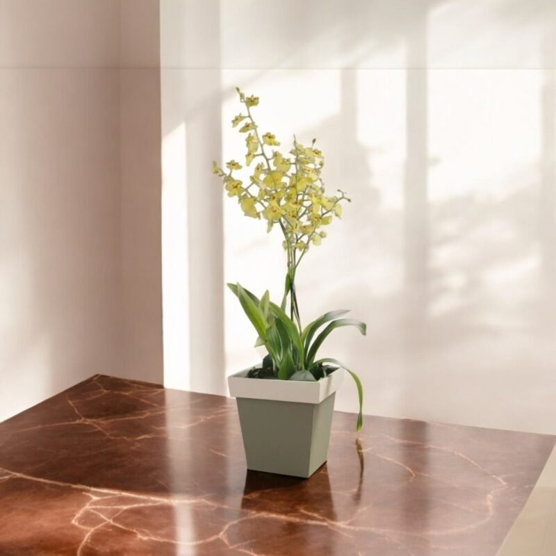 Orquídea Chuva de Ouro em Vaso
