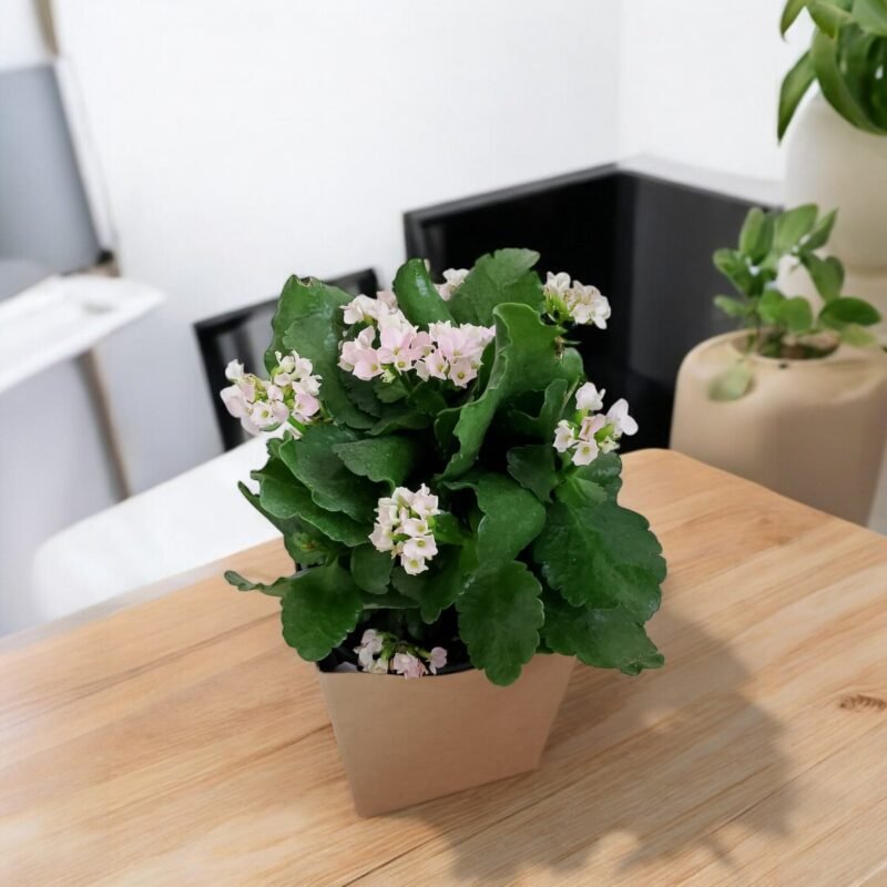 Kalanchoe no Cachepô